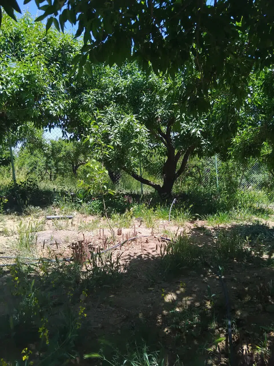 فروش زمین مسکونی و ساختمان شوراب صغیر