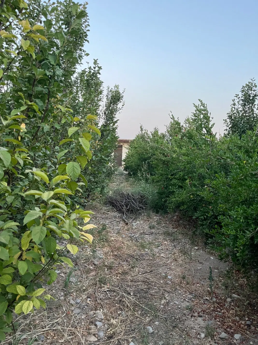 زمین مسکونی