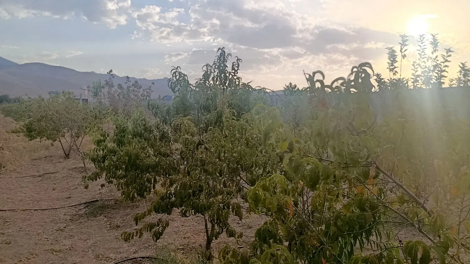 زمین باغی