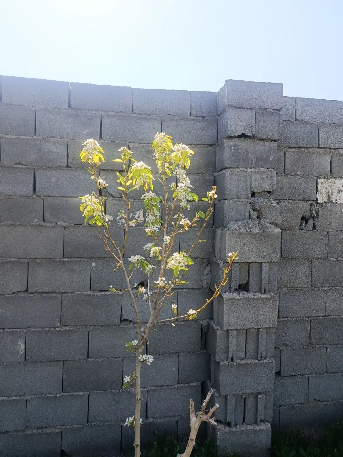 باغ