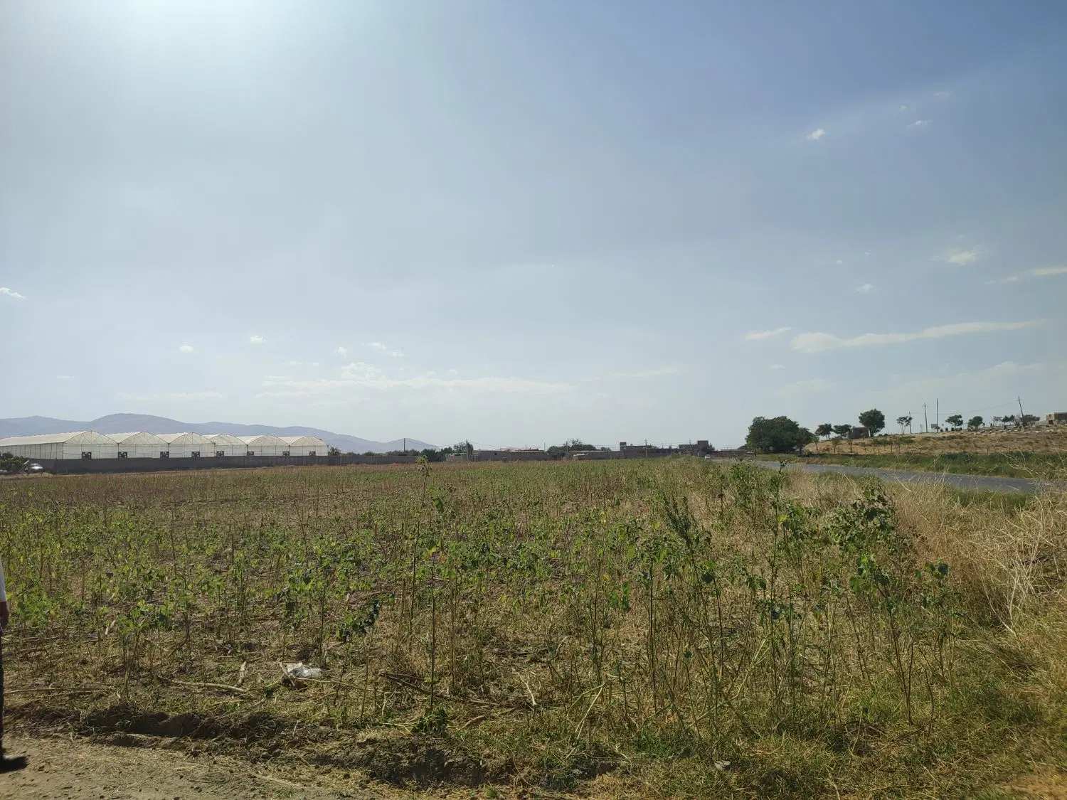 زمین زراعی،کشاورزی