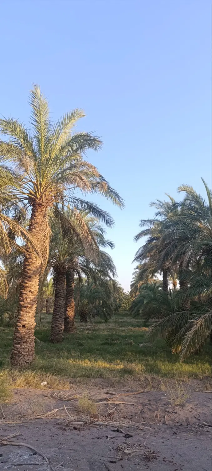 باغ نخل خرما در فهرج