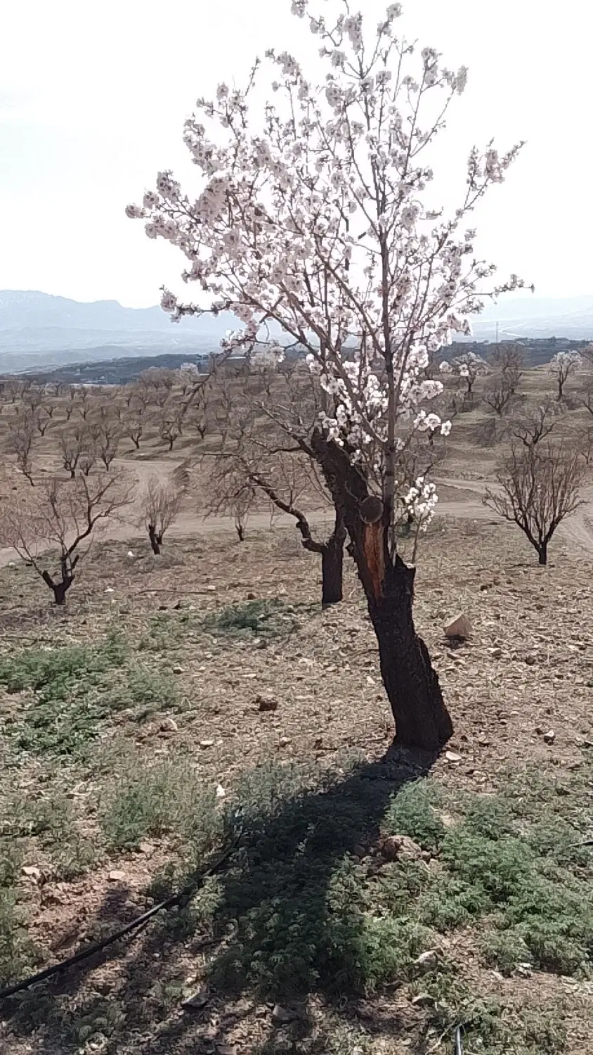 باغ مناسب شوراب صغیر سامان