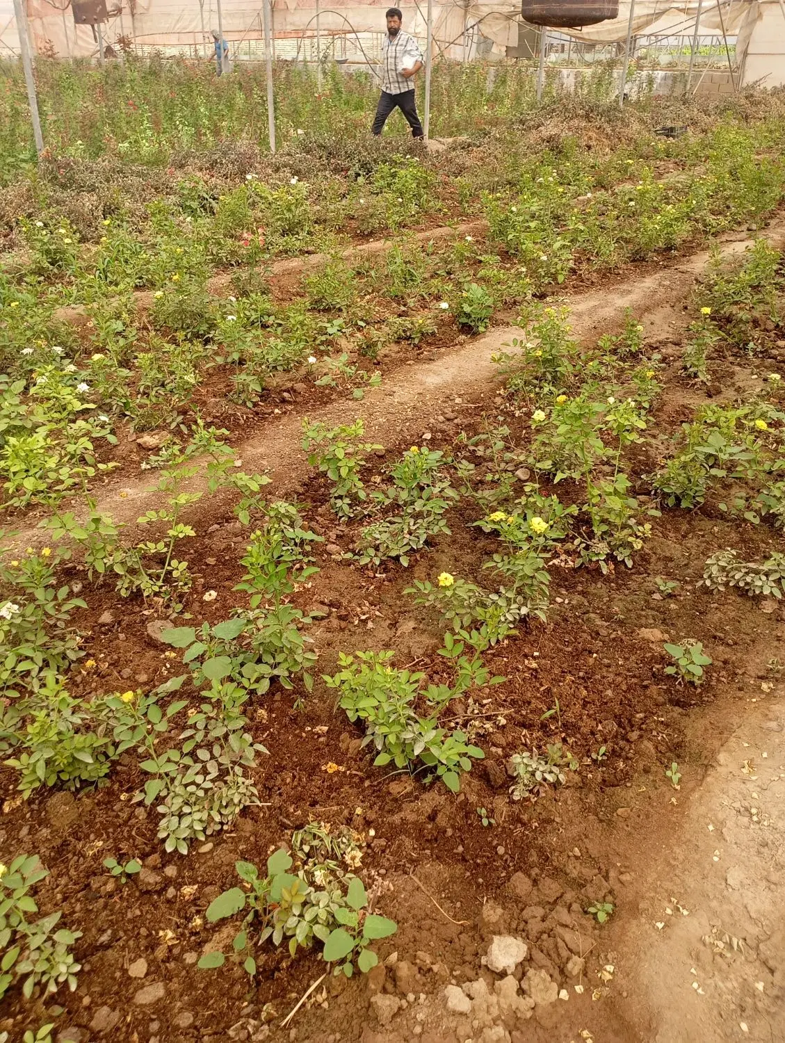 فروش خانه ویلایی