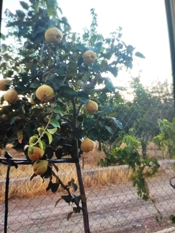 باغ شهر گل نرگس فرهنگیان