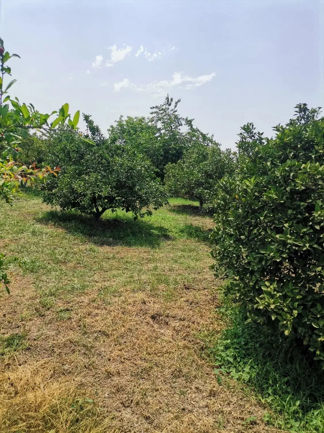 فروش باغ مرکبات