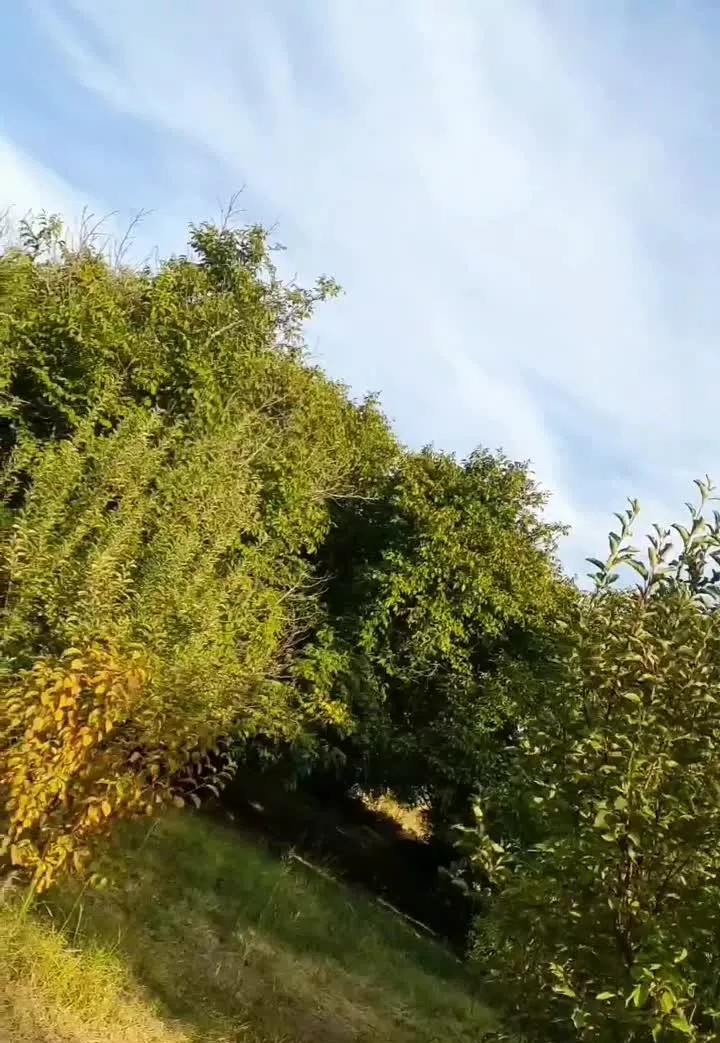 باغ