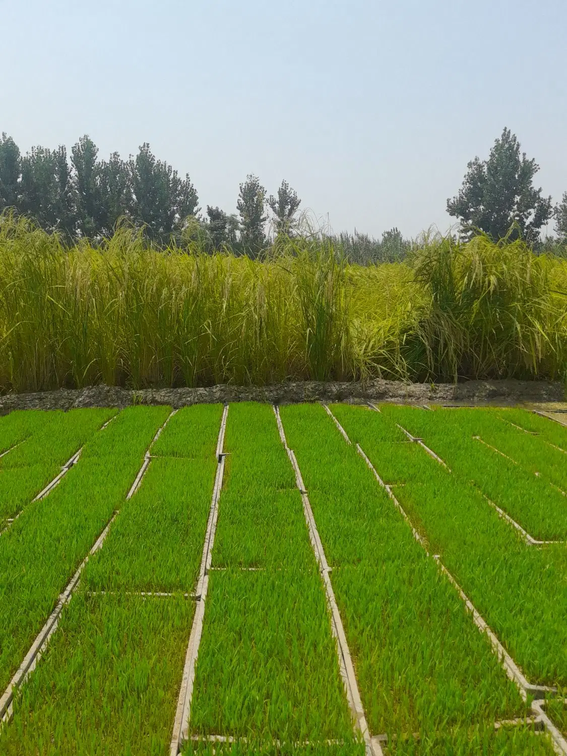 اجاره زمین کشاورزی