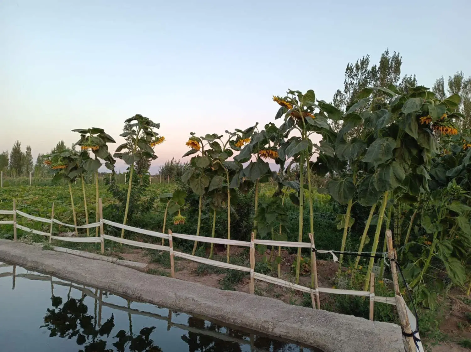 باغ ویلای مفرح