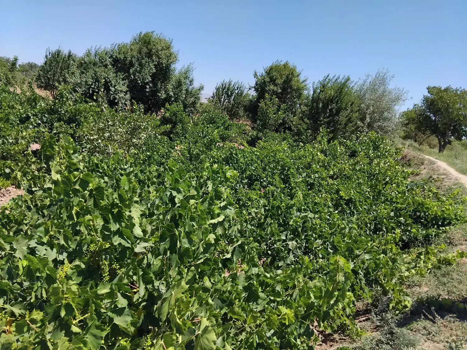 باغ سنتی در حسن اباد