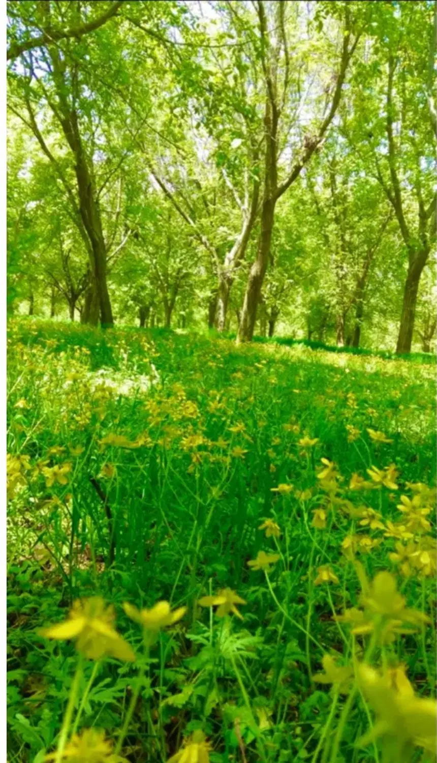 ۷۰۰متر زمین با۸عدد گردو ۴۰ ساله