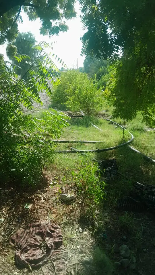 زمین باغی 350متری