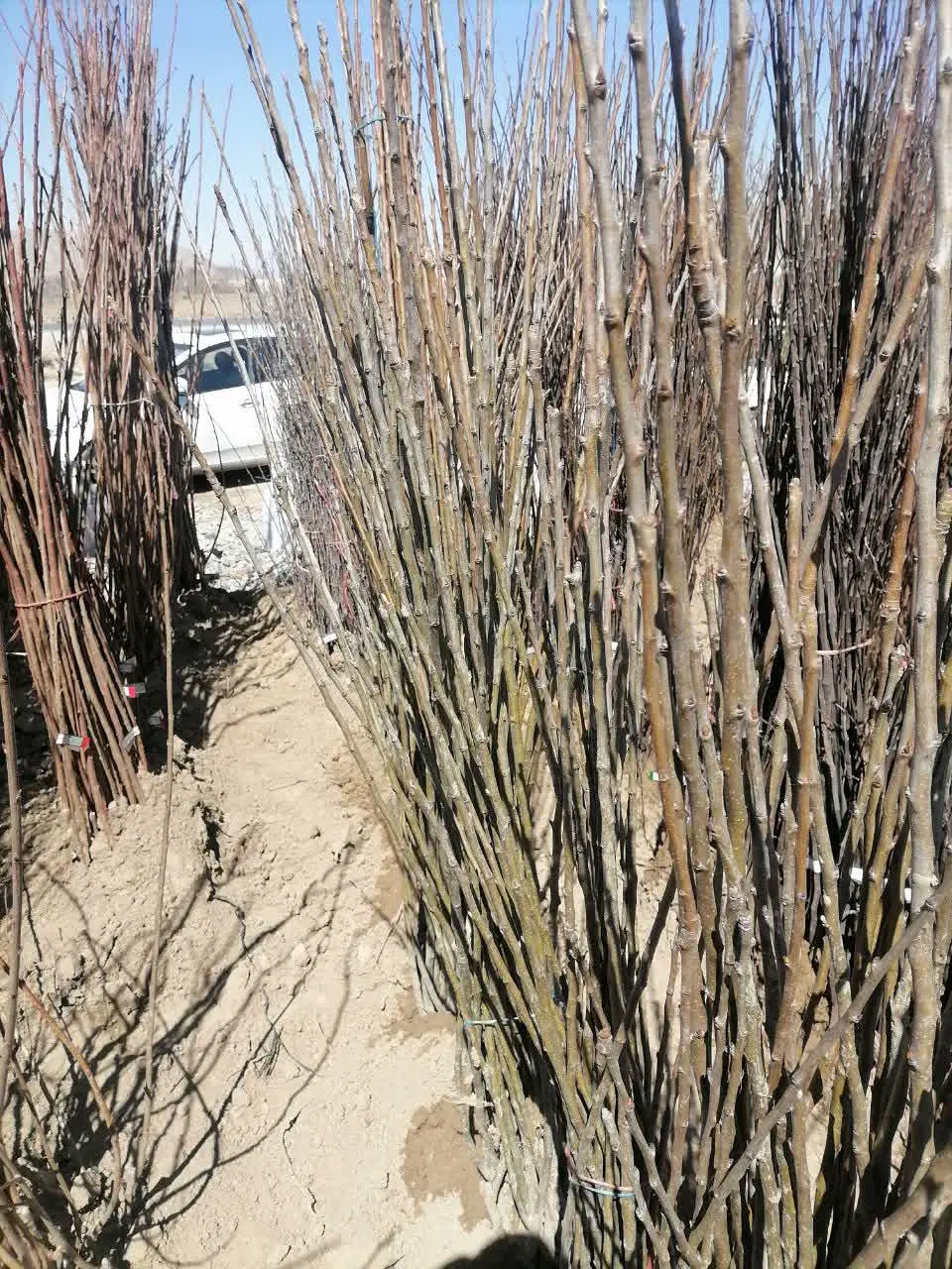 زمین کشاورزی