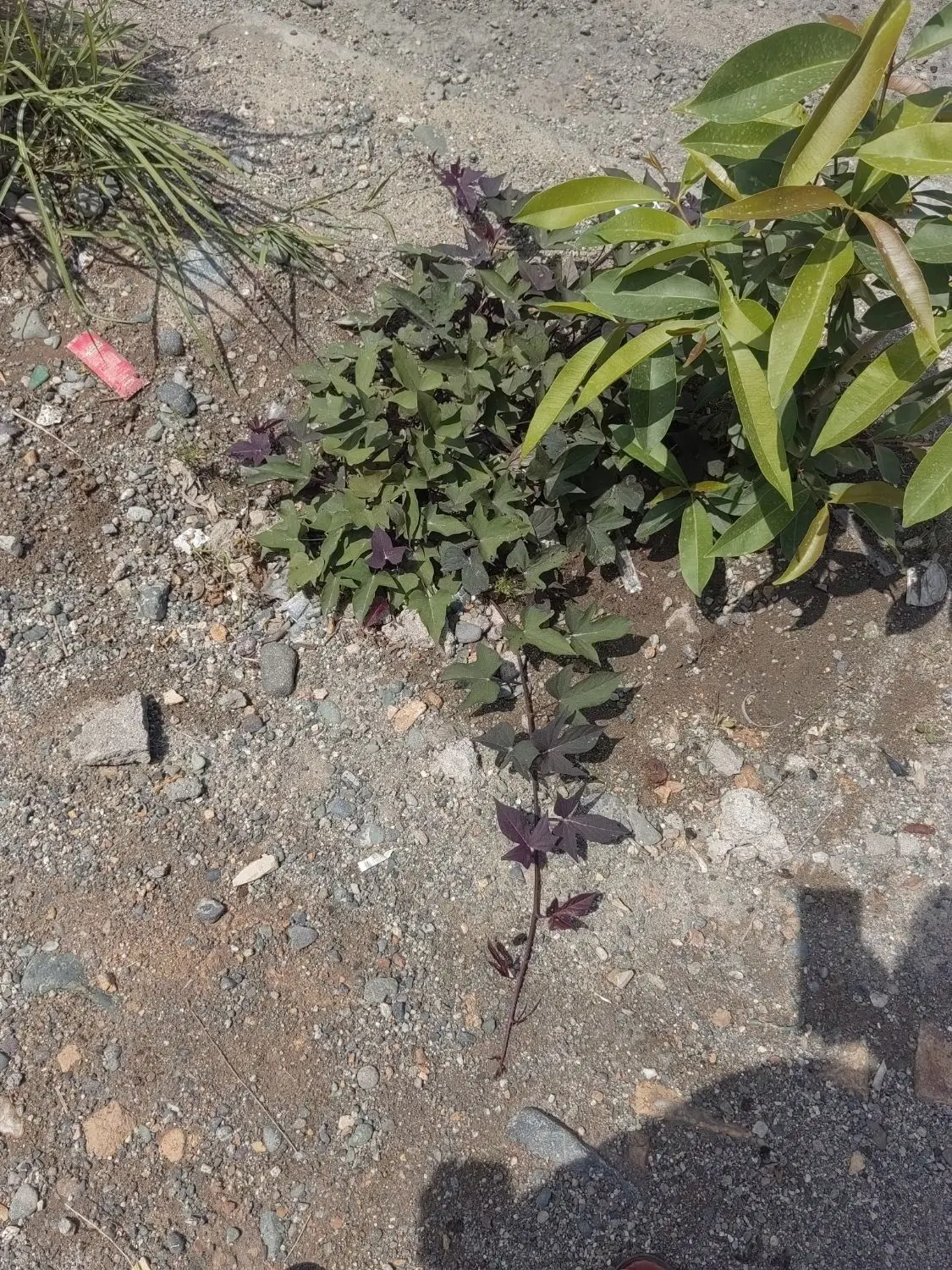 اجاره زمین کشاورزی