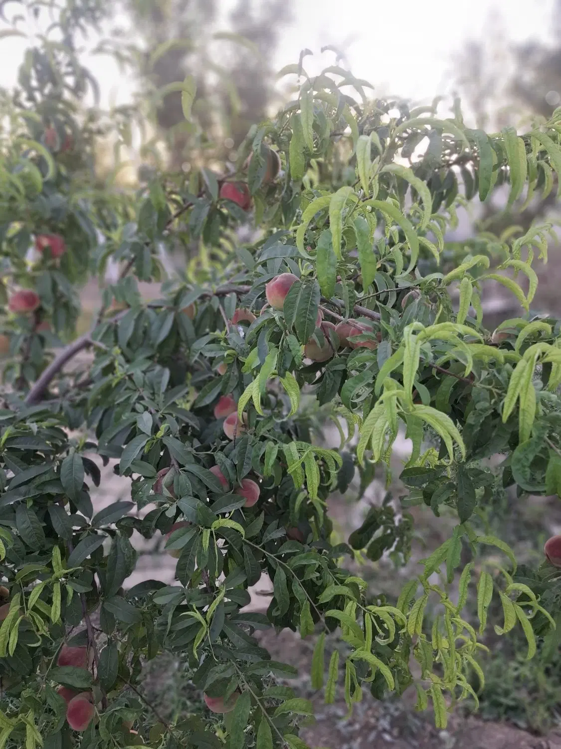 باغ۱۳۰۰متری جاده ملایر