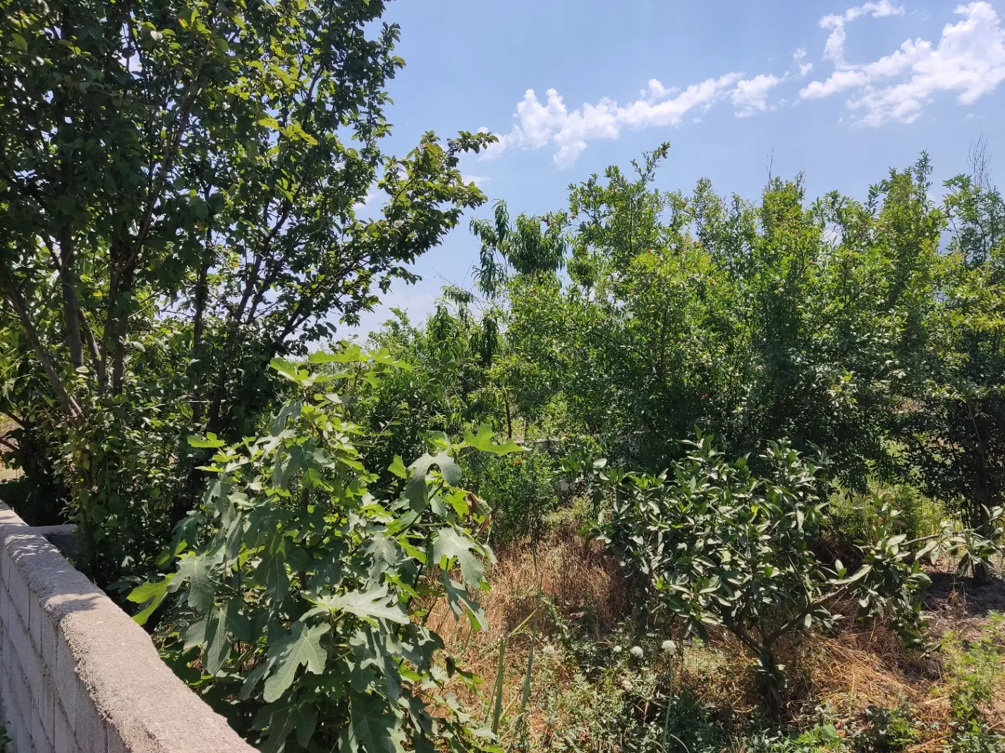 فروش زمین کردکوی