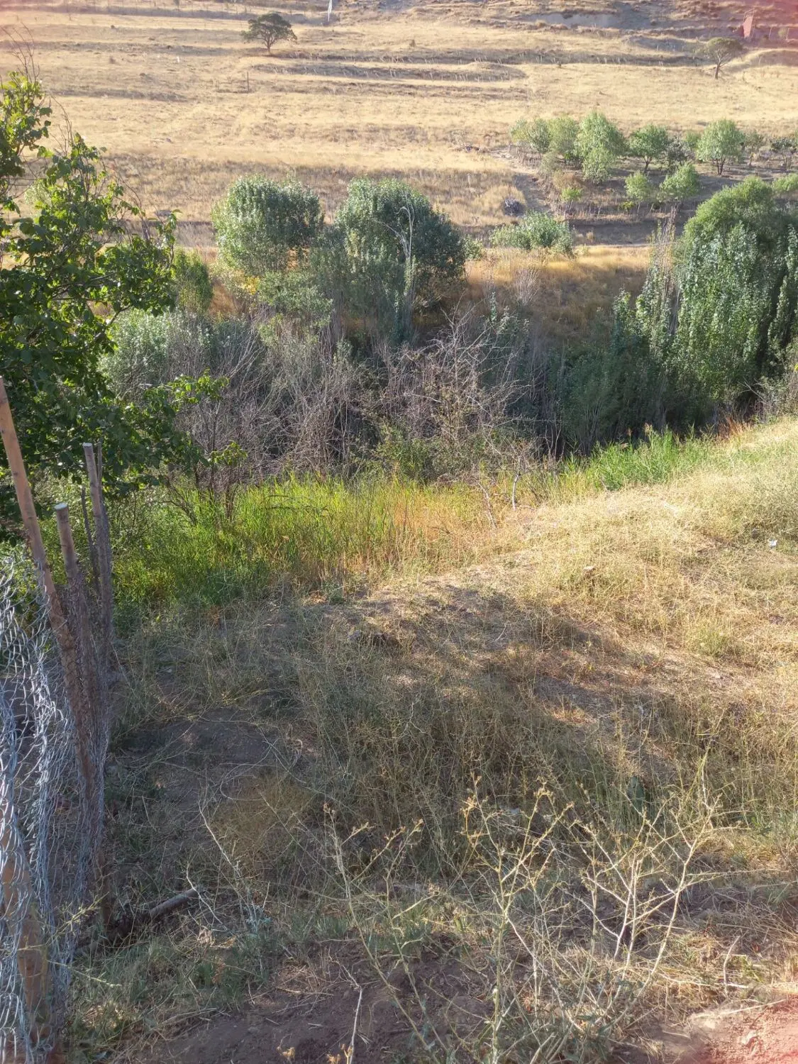 روستای زرشک ، باغ میوه ، منطقه زیرجوب