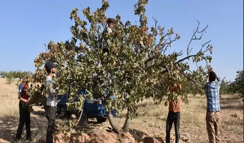 باغ پسته.ارگ چاه شور