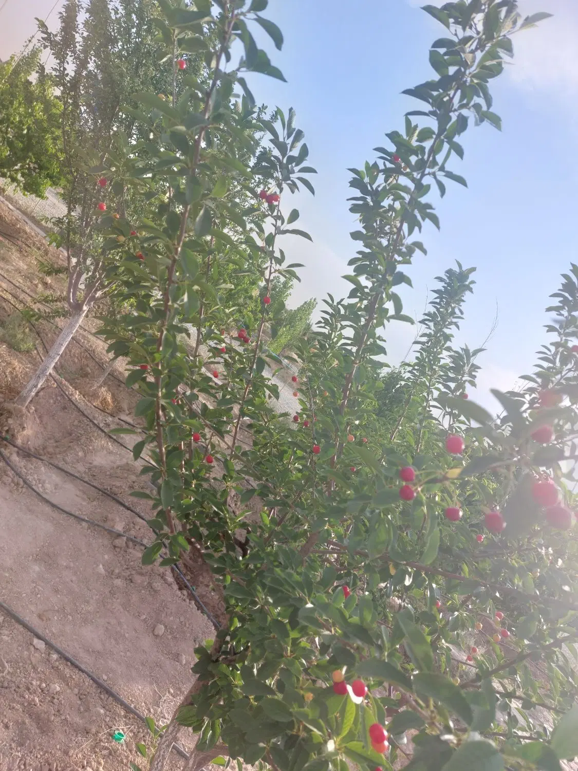 باغچه سندار