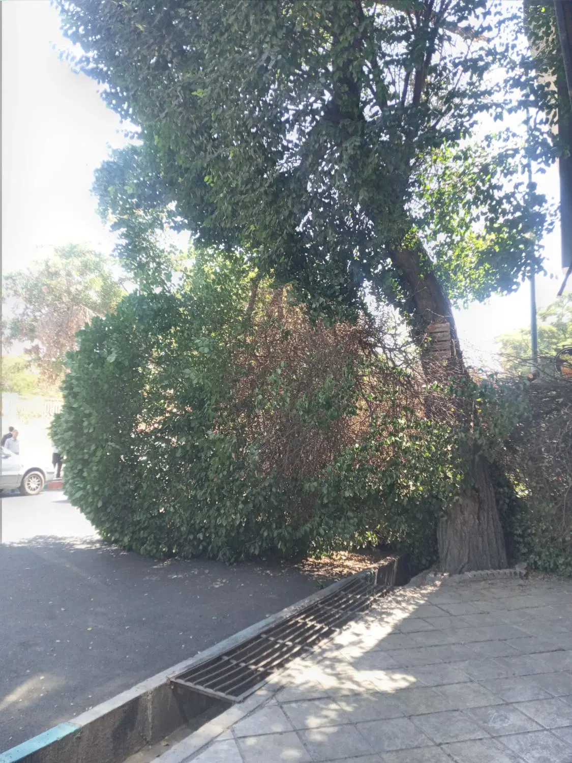 اجاره  خانه کوی فرهنک