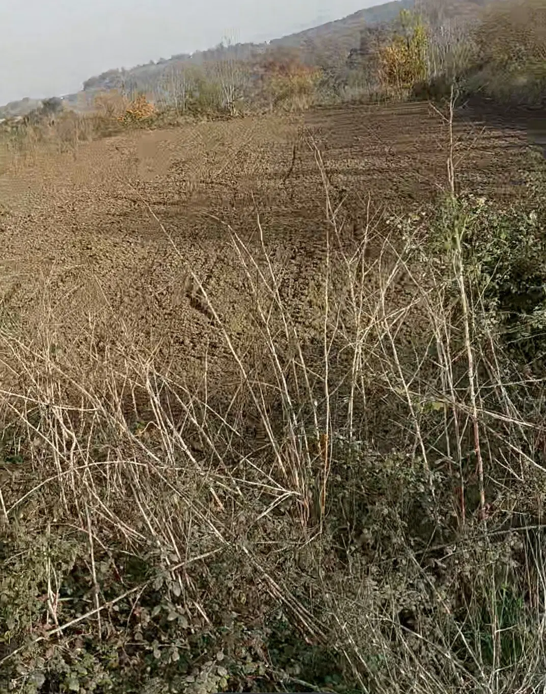 زمین پلاک ۱ جنگل  میاندره