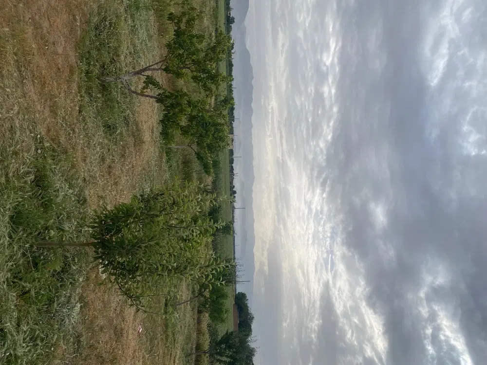 باغچه ۵۰۰ متری