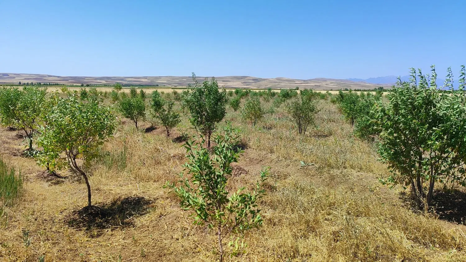 زمین باغ ویلایی یک هکتار