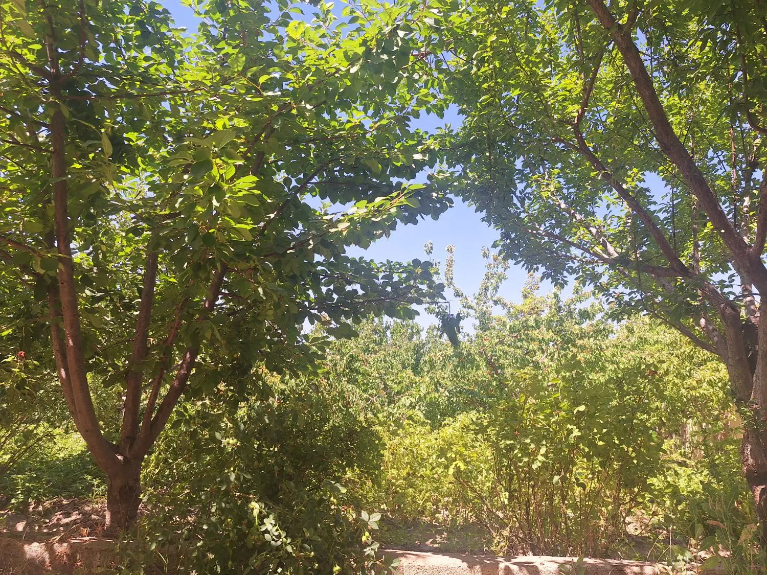 خانه باغ