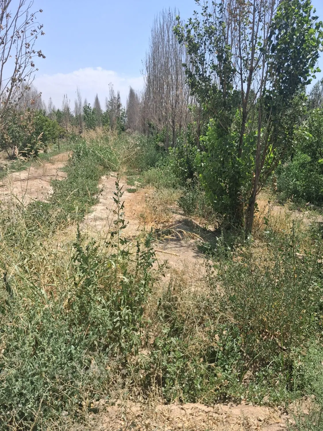 فروش یک قطعه زمین