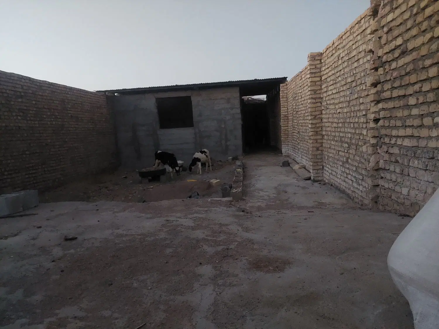 دامداری   خیابان محمودی