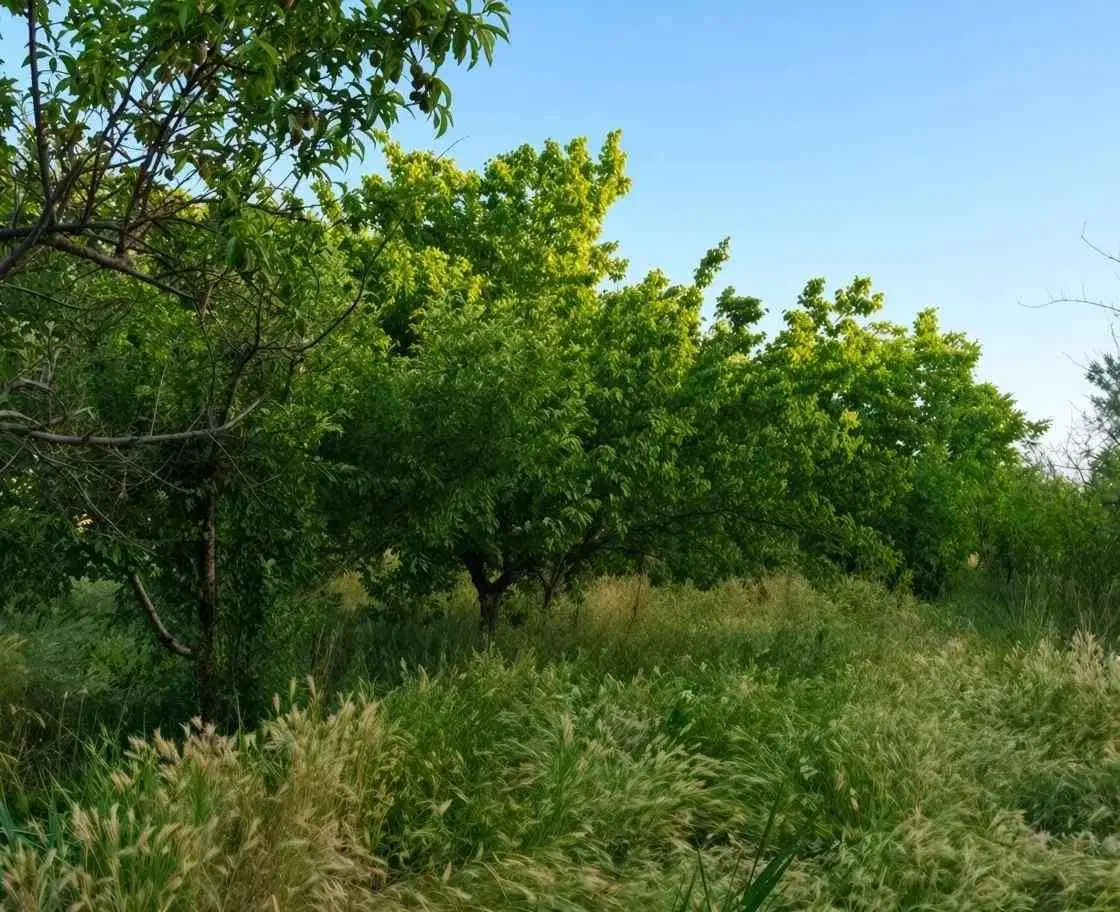 باغ در کولج طالقان 1200 مترمربع