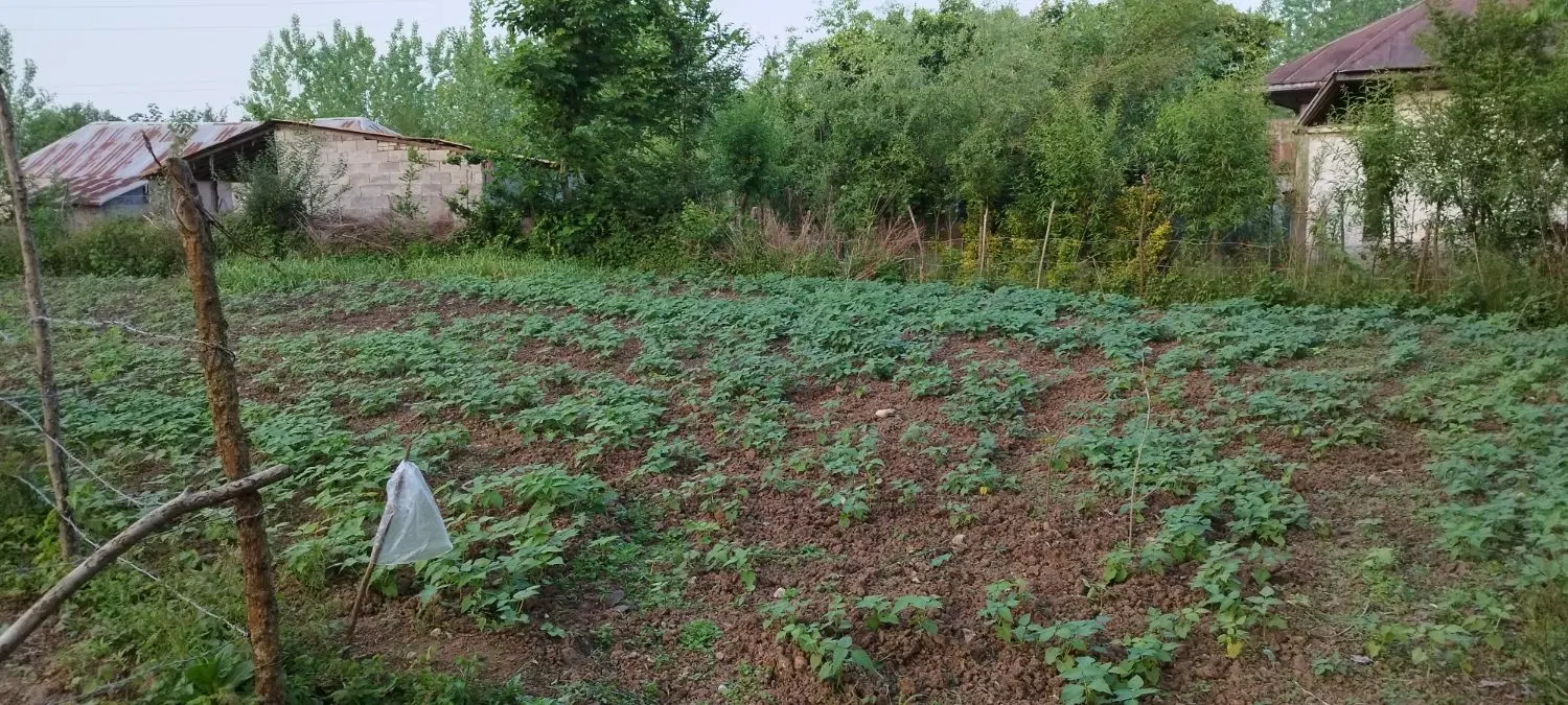 زمین مسکونی تک برگ سند