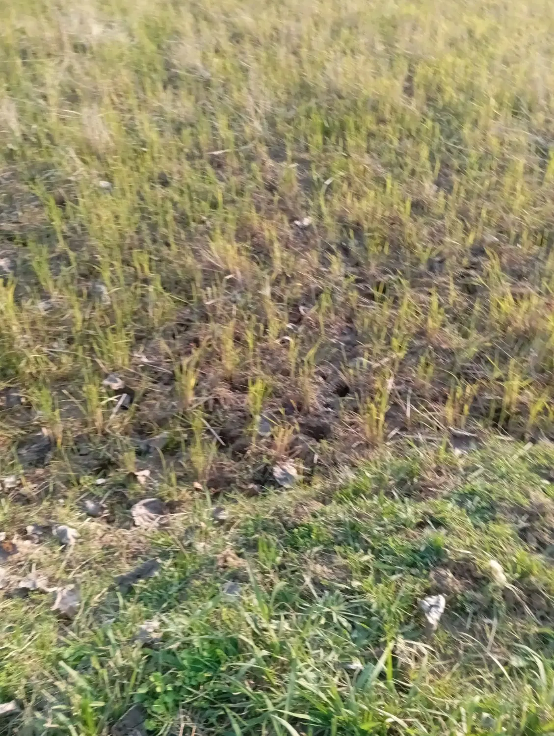 شالیزار سنتی