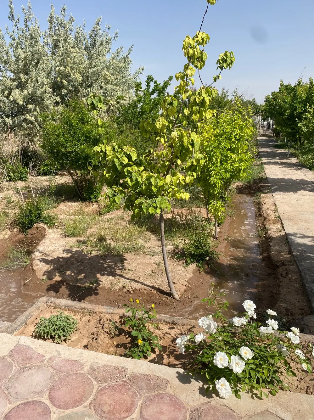 باغ زیبا و دلنشین