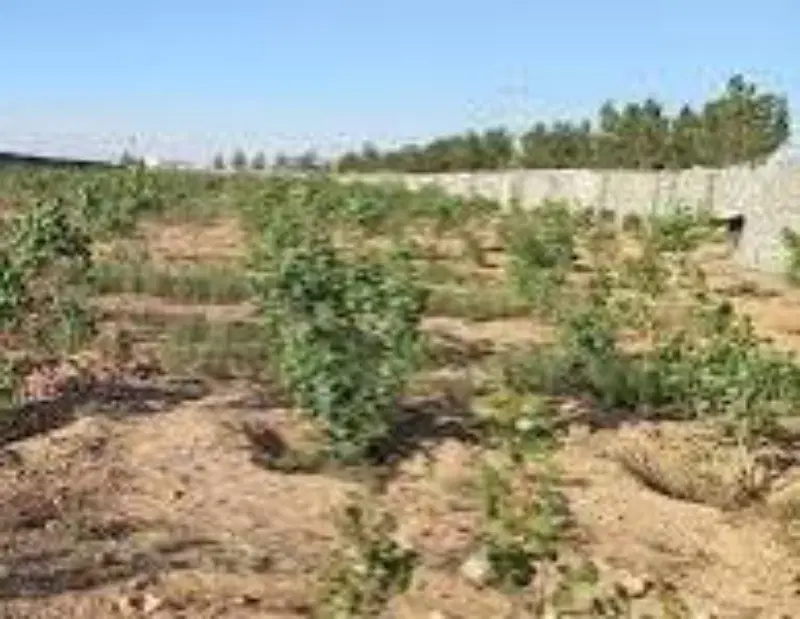 زمین باغی،مسکونی،کشاورزی سرمایه‌گذاری و اشتغال