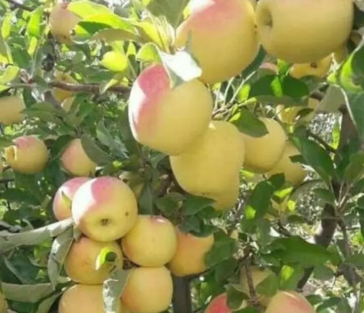 اجاره سیب سفید