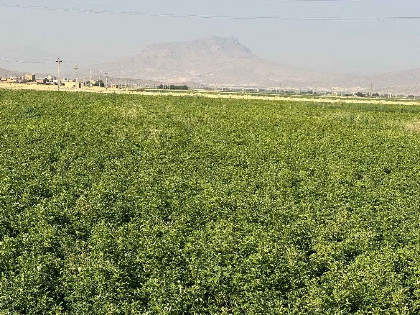 اجاره زمین کشاورزی