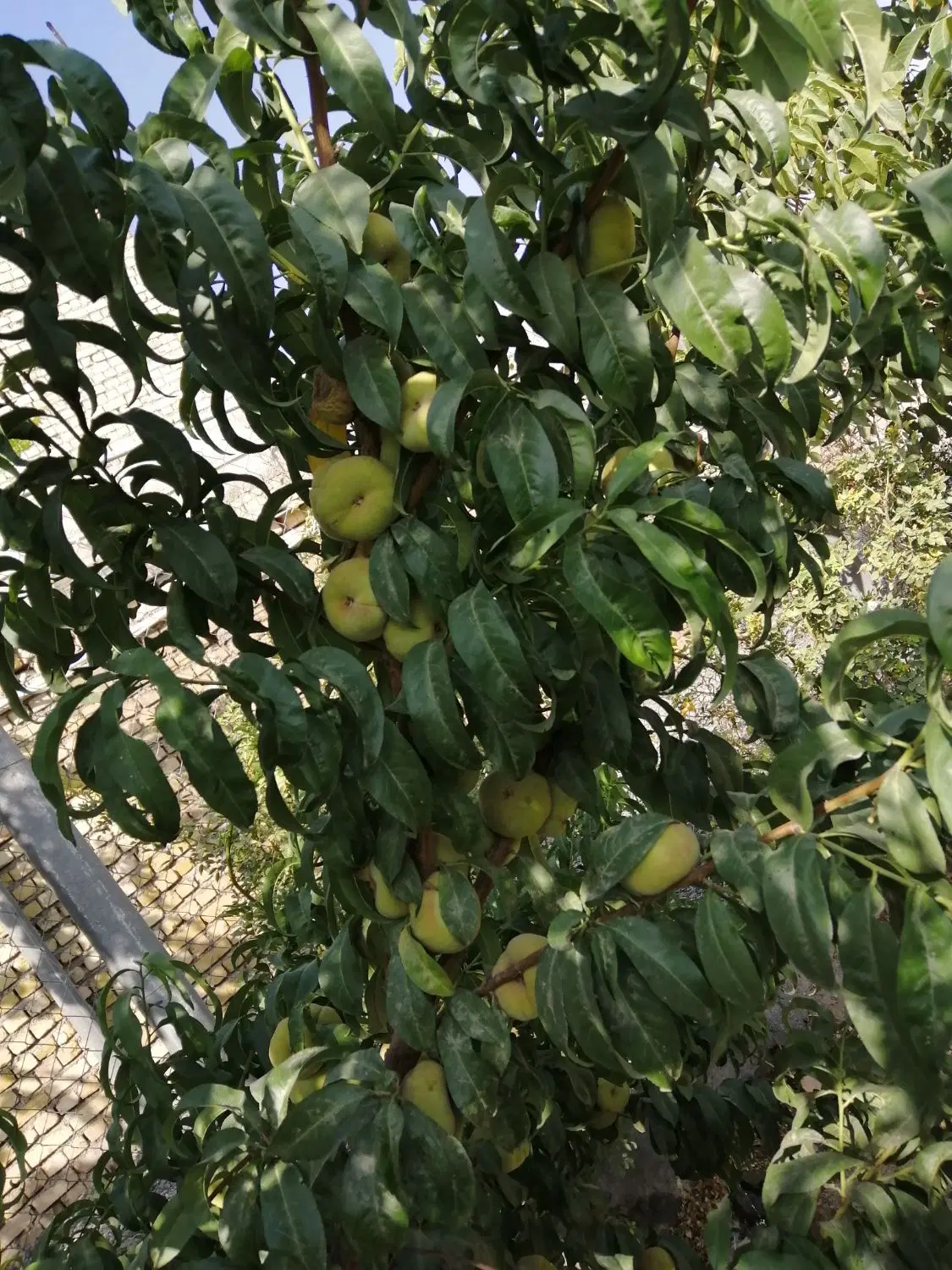 زمین طرح هادی، تنگ افتاده