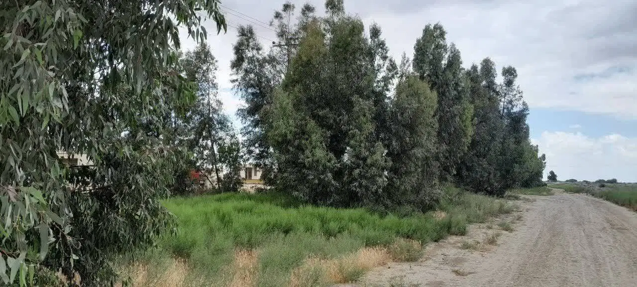 ۲۵۰ هکتار زمین کشاورزی باچاه عمیق فروشی