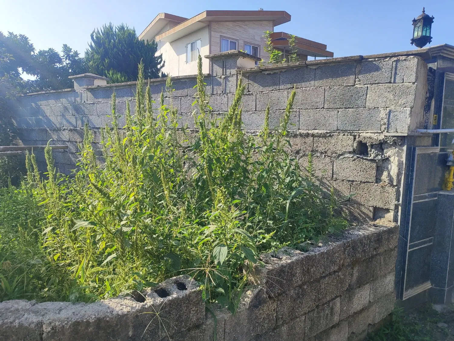 زمین ویلایی شیرود