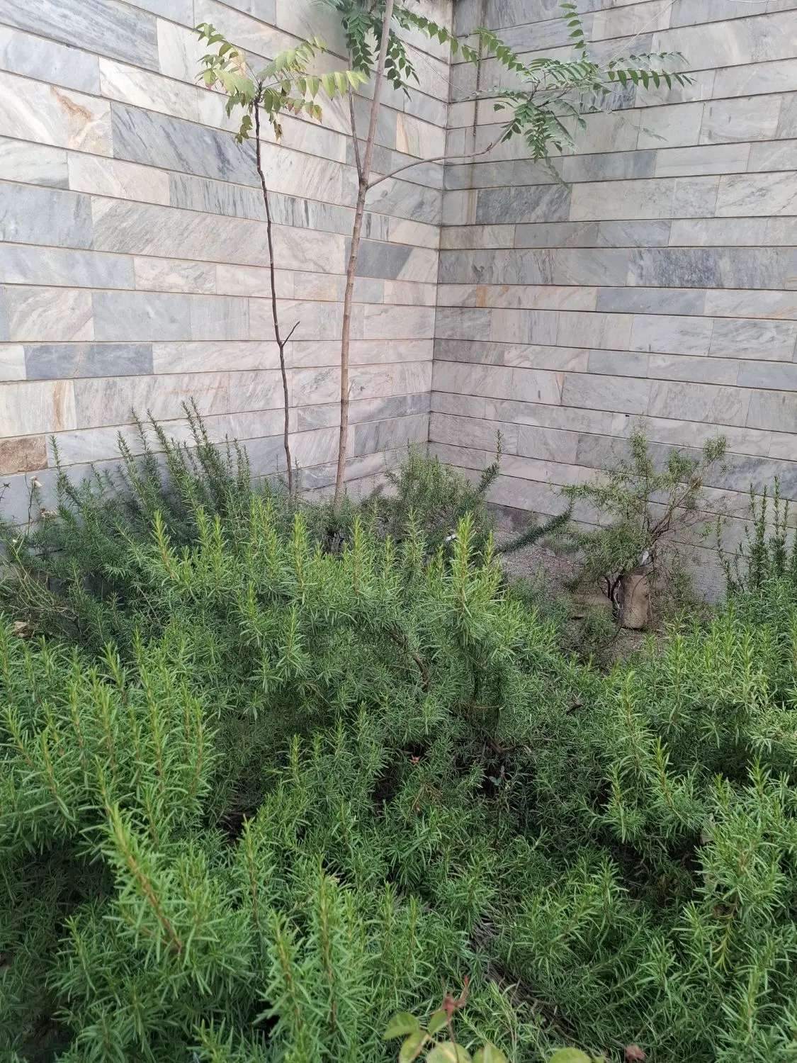فروش ملک کلنگی