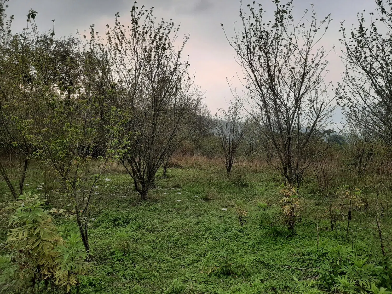 فروش باغ روستای بالاهولار