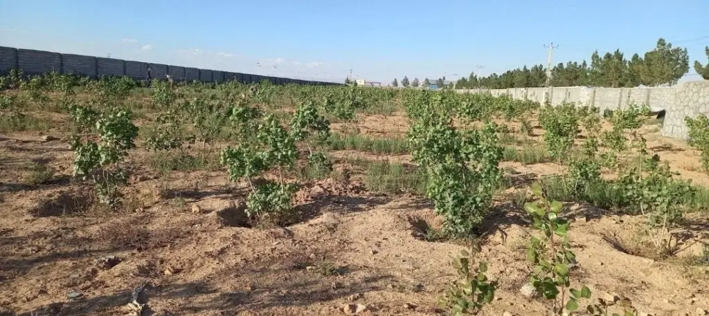 ۸۰۰۰ متری زمین با سند ۶ دانگ گلدشت