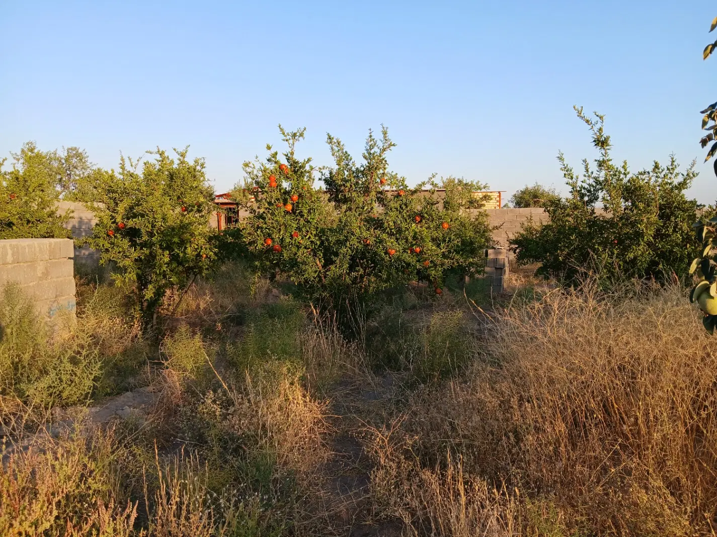 خانه باغچه ۲۰ قصب دهنو هماشهر