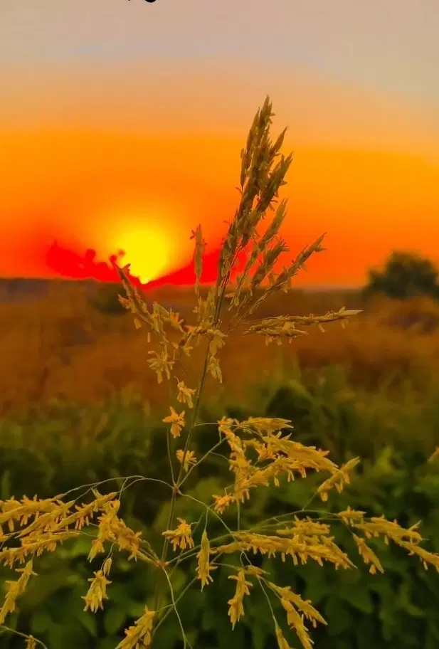 زمین