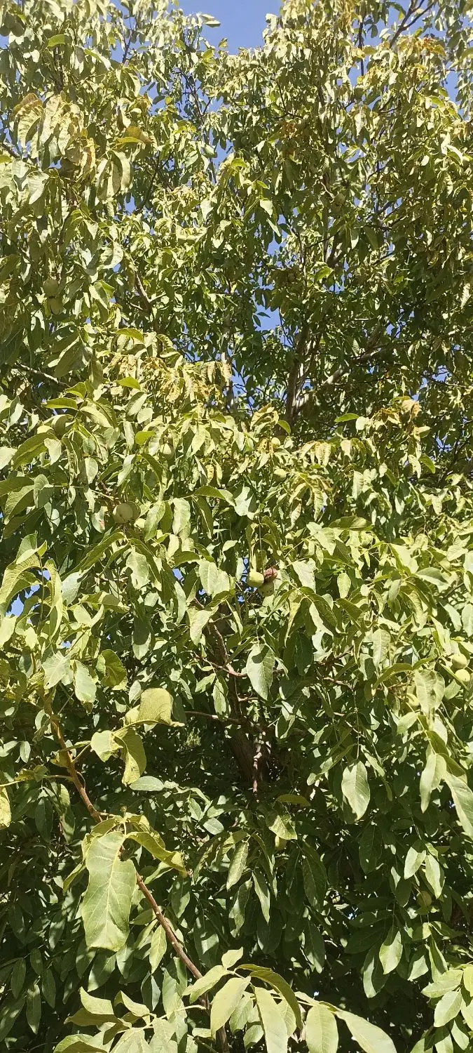 اجاره باغ گردو