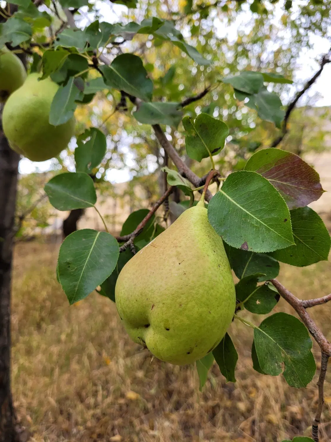 باغ گنجنامه