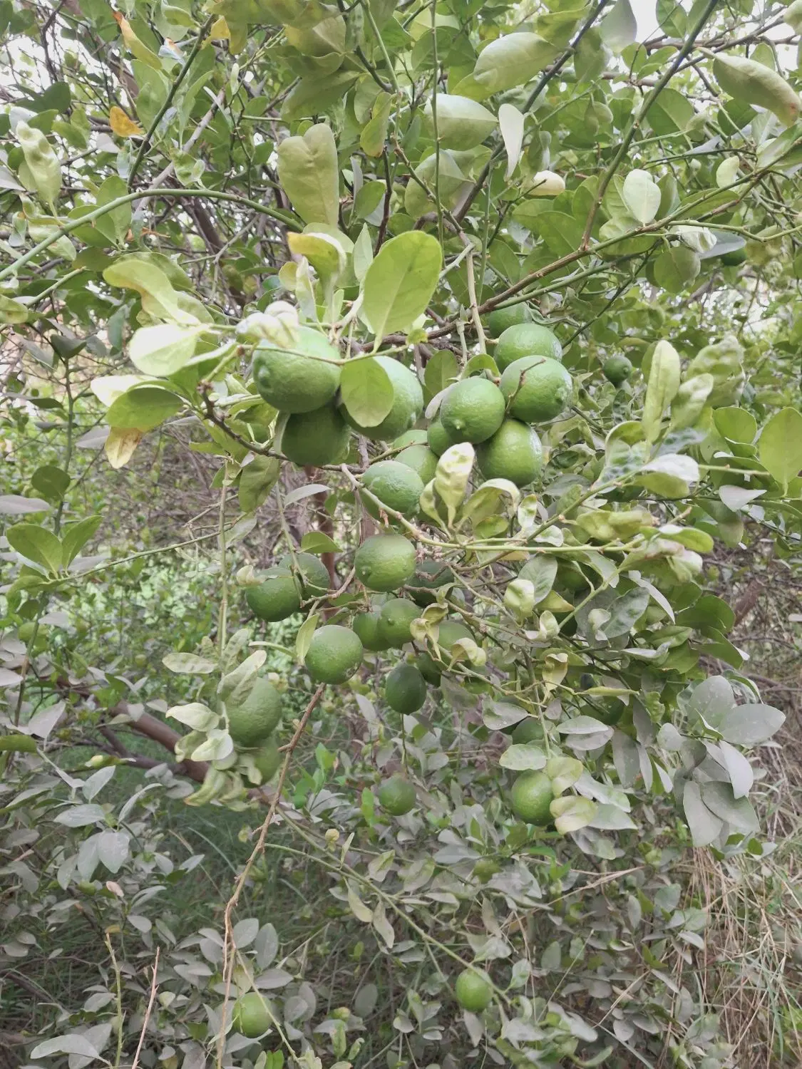 فروش ۴۰۰ متر