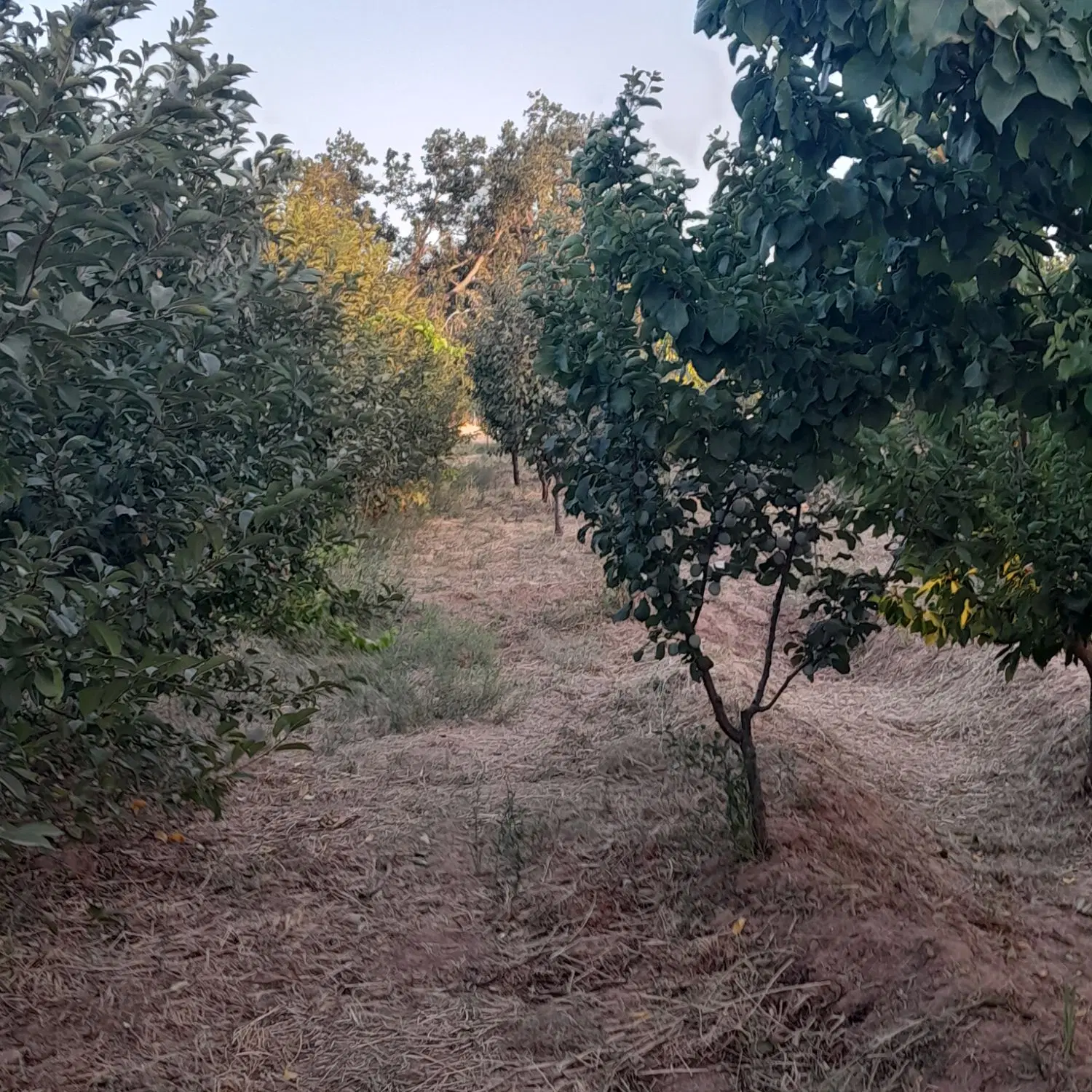 باغ فوشنجان