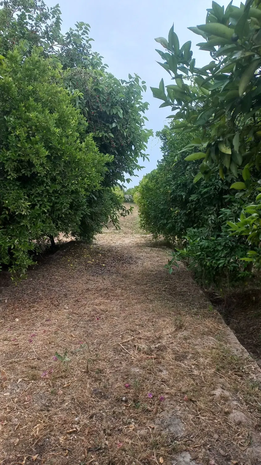 فروش باغ